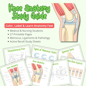 Knee Anatomy Study Guide | Medical & Nursing Notes | Knee Joint Ligaments | Anatomy Worksheets | Printable PDF | Active Recall Study Sheets