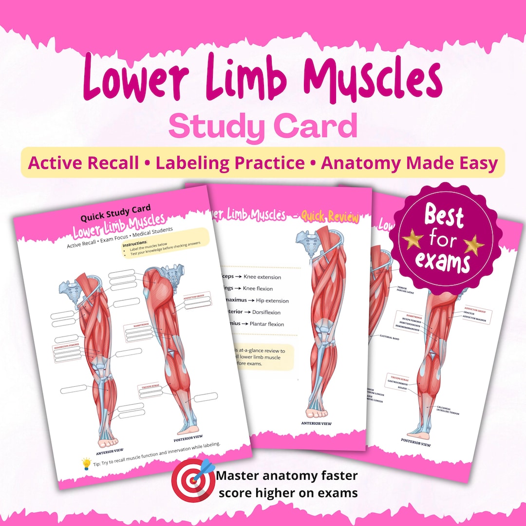 Lower Limb Muscles Study Card, Leg Anatomy Worksheet, Anatomy Study ...