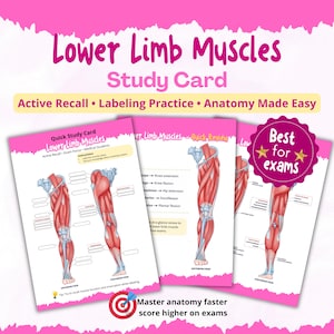 Pode incluir: Cartões de estudo cor-de-rosa para os músculos dos membros inferiores. Os cartões apresentam ilustrações anatómicas dos músculos da perna, com etiquetas e diagramas. O texto inclui "Active Recall", "Labeling Practice" e "Anatomy Made Easy".