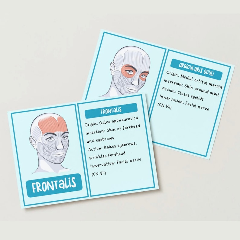 Facial Muscle Worksheet.pdf Facial Muscles Anatomy Flashcards | Origin Insertion Action Innervation ...