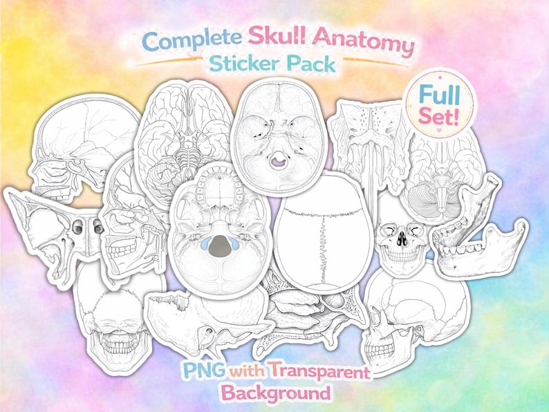 Skull Anatomy Coloring Stickers | Human Skull Outline PNG | Medical ...