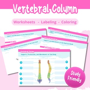 Pode incluir: Um conjunto de folhas de trabalho cor-de-rosa e brancas com o título "Vertebral Column" com os subtítulos "Worksheets - Labeling - Coloring". As folhas de trabalho apresentam diagramas da coluna vertebral e informações anatómicas. Há também um círculo cor-de-rosa com o texto "Study Friendly".