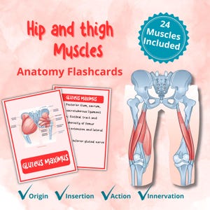 Hip and Thigh Muscles Flashcards – 24 Anatomy Study Cards, Origin Insertion Action Innervation, Medical Student Study Guide, Printable PDF