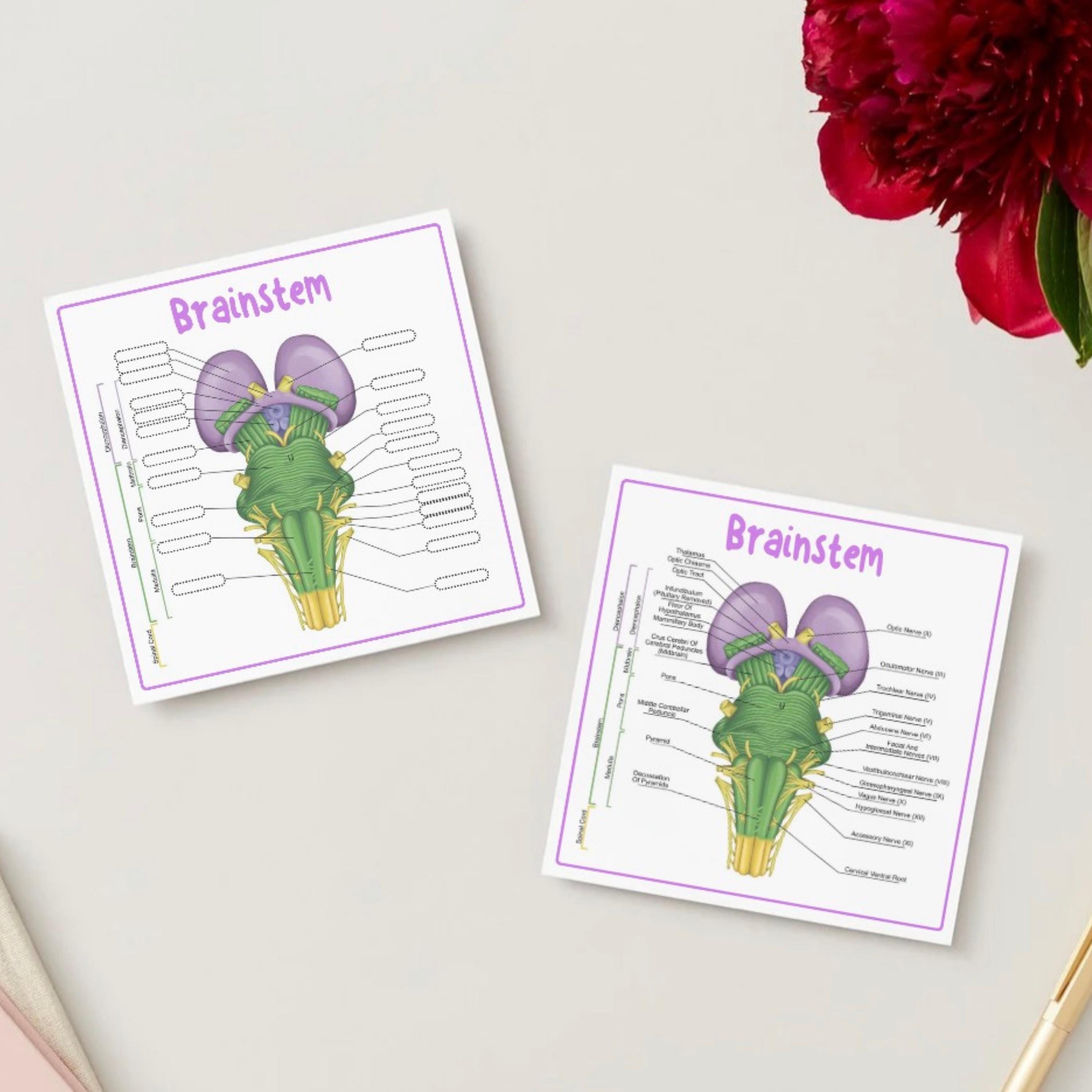 Brainstem & Cranial Nerves Study Guide | Anatomy Flashcards, Labeling ...