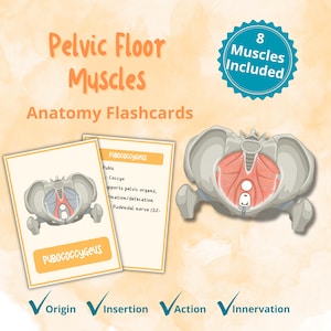 Peut inclure: Cartes flash d'anatomie intitulées "Muscles du plancher pelvien" avec des illustrations de la région pelvienne. L'image comprend un schéma des muscles, un badge indiquant "8 Muscles inclus" et les mots "Origine, Insertion, Action, Innervation."