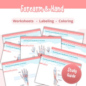 Può includere: Un insieme di schede di anatomia per l'avambraccio e la mano, con diagrammi per l'etichettatura e la colorazione. Le schede includono titoli come "Muscoli della mano" e "Compartimento posteriore".