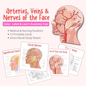 May include: Educational anatomy flashcards for medical and nursing students. The cards feature illustrations of the arteries, veins, and nerves of the face. The text reads "Color, Label & Learn Anatomy Fast". Includes 12 printable cards and active recall study sheets.