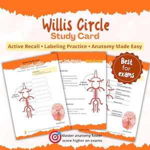 Pode incluir: Cartões de estudo para o Círculo de Willis, com diagramas das artérias cerebrais. Os cartões são brancos com ilustrações vermelhas e pretas, e o texto diz "Active Recall, Labeling Practice, Anatomy Made Easy". Projetado para estudantes de medicina.