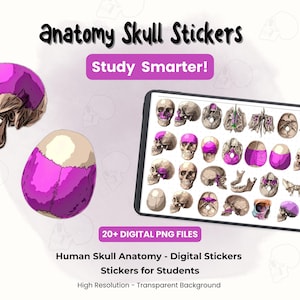 Pode incluir: Autocolantes digitais de anatomia do crânio para estudantes. A imagem mostra um tablet exibindo várias ilustrações de crânios, juntamente com dois modelos de crânio 3D. O texto diz "Anatomy Skull Stickers" e "Study Smarter!" com "20+ DIGITAL PNG FILES".