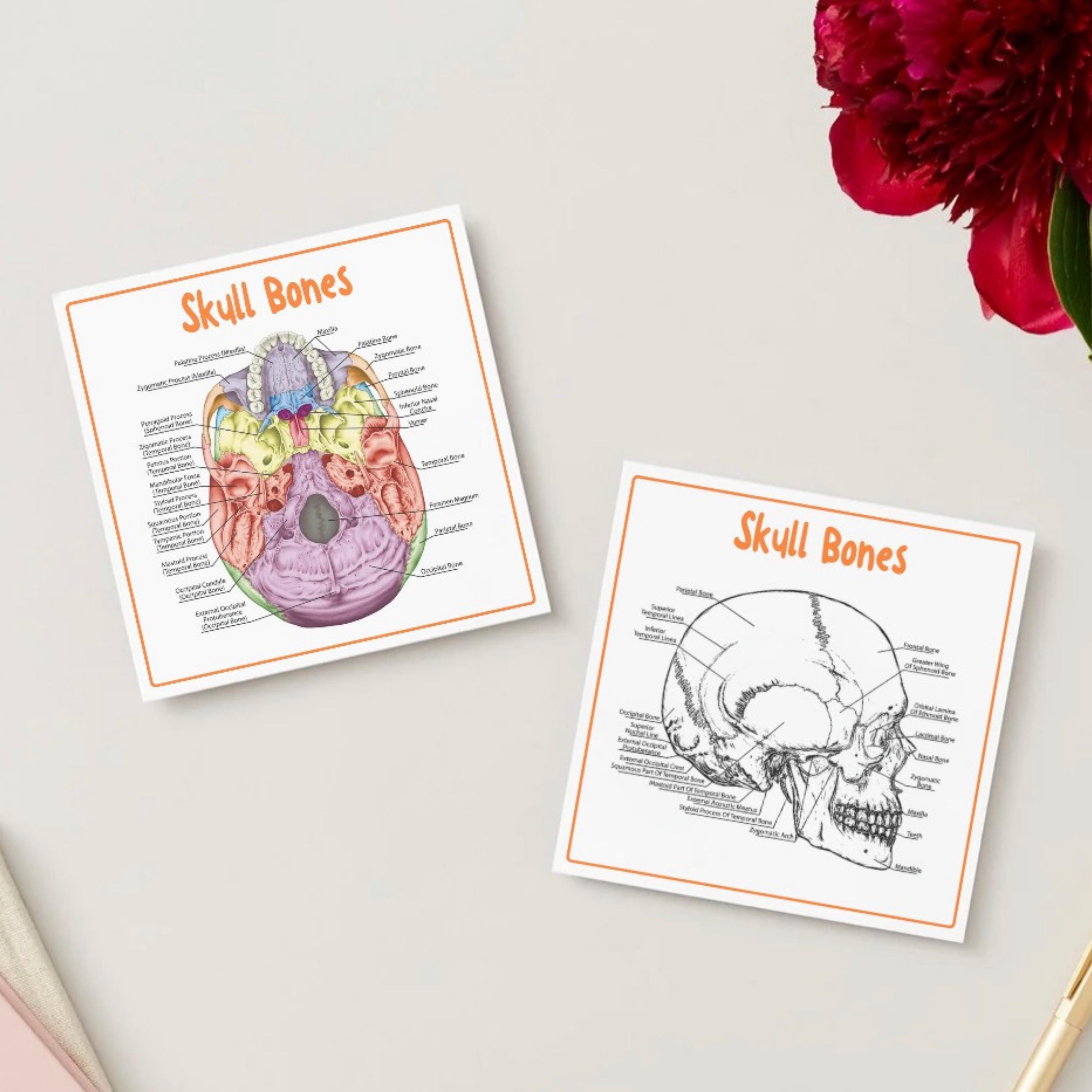 The Skull Notes.pdf Skull Anatomy Flashcards | Skull Bones Study Guide | Anatomy Notes ...