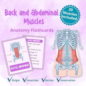 Back and Abdominal Muscles Anatomy Flashcards | Origin Insertion Action Innervation | Printable Study Cards for Medical Students