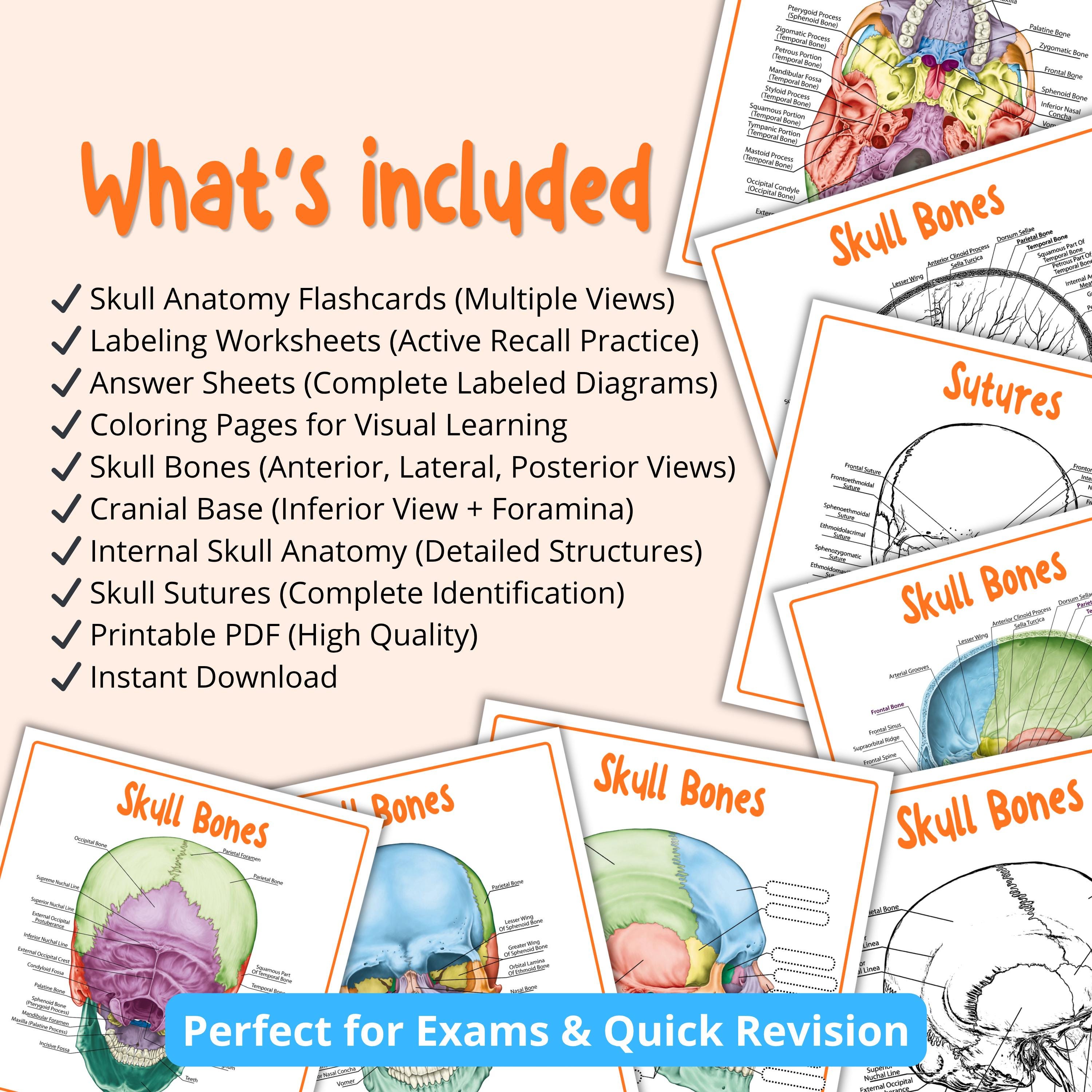 The Skull Notes.pdf Skull Anatomy Flashcards | Skull Bones Study Guide | Anatomy Notes ...