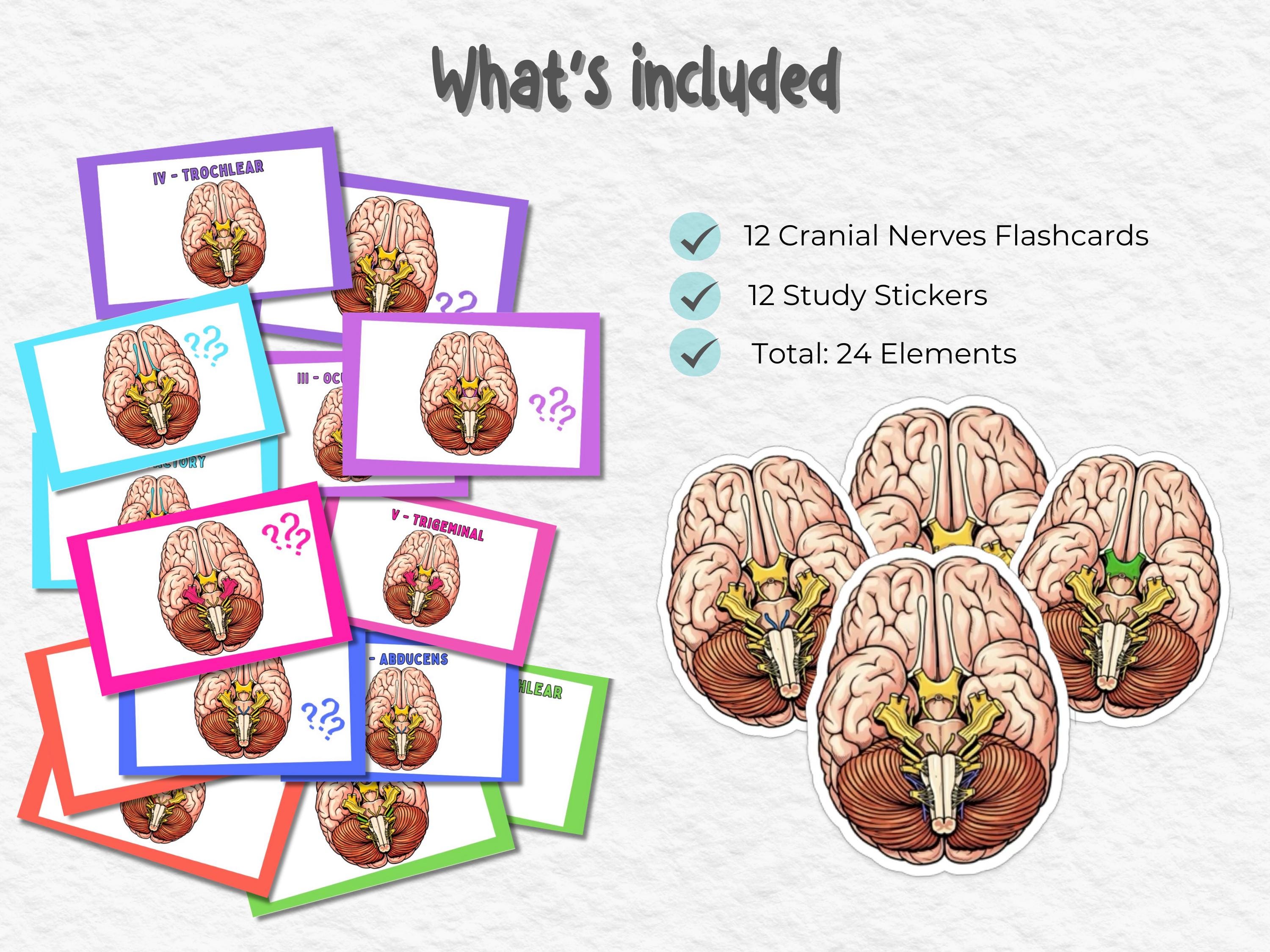 Cranial Nerves Digital Flashcards and Stickers | Anatomy Study Set - Etsy