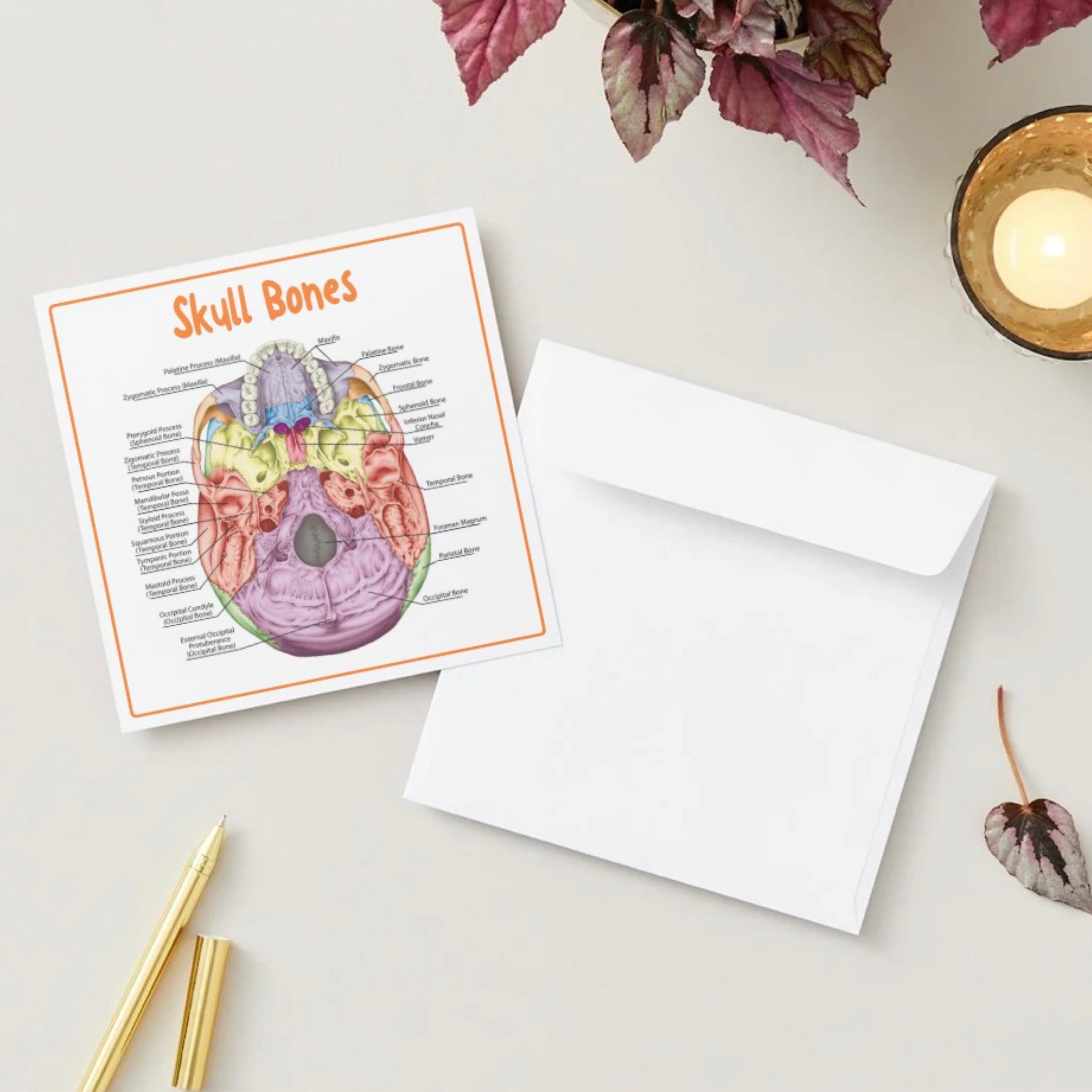 The Skull Notes.pdf Skull Anatomy Flashcards | Skull Bones Study Guide | Anatomy Notes ...