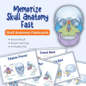 Könnte beinhalten: Lehrreiche Karteikarten für die Schädelanatomie. Das Bild zeigt eine farbenfrohe Illustration eines menschlichen Schädels mit beschrifteten Teilen. Der Text lautet "Memorize Skull Anatomy Fast" und "Skull Anatomy Flashcards". Zusätzlicher Text enthält "Active Recall, Visual Learning, Printable PDF".