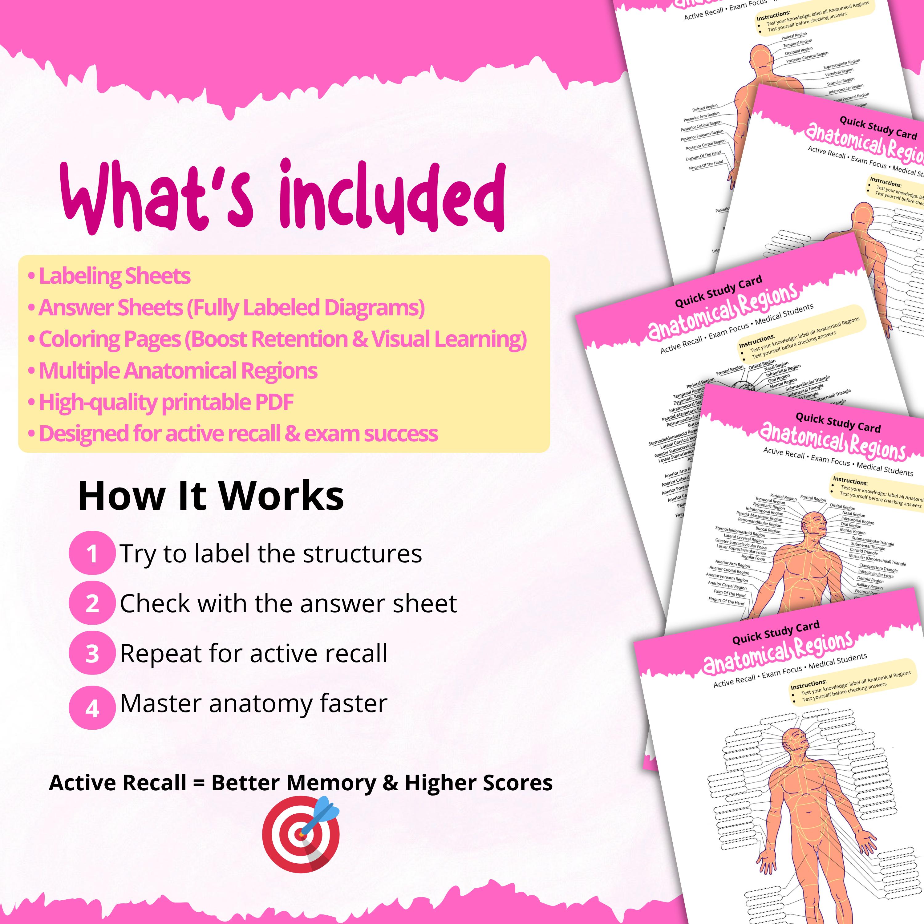 Push Body Labeling Anatomy Worksheet – Human Body Labeling Activity | Anatomical Regions ...