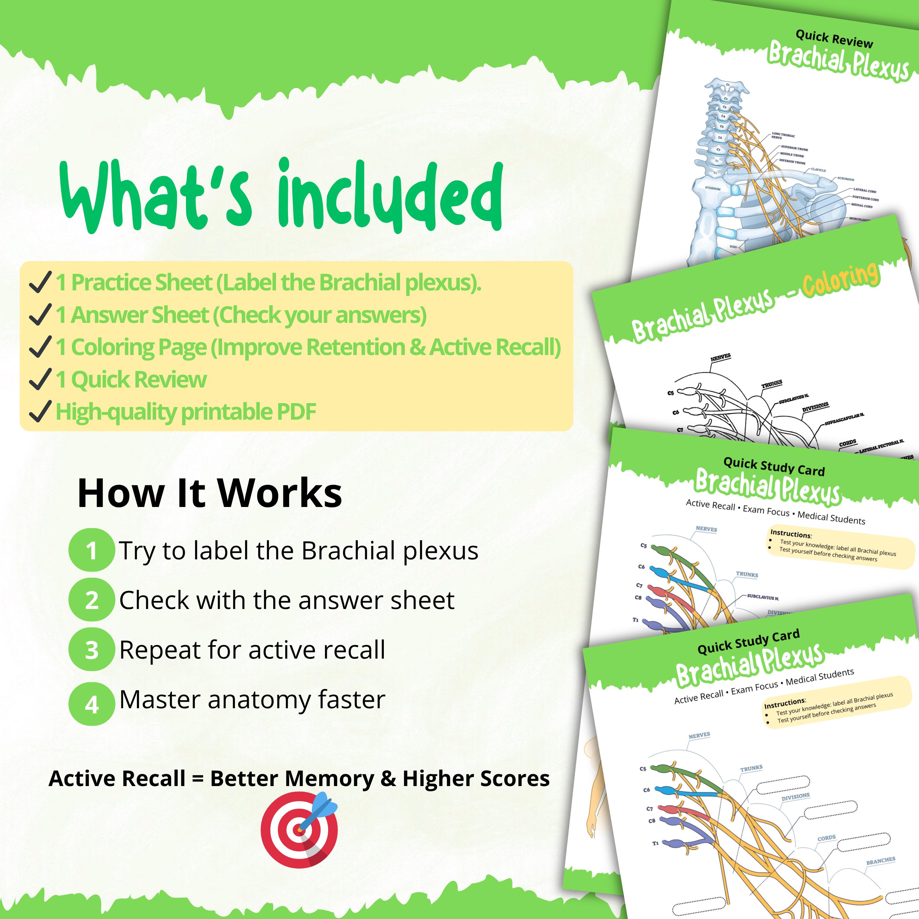Plexus Balance Chart.pdf Brachial Plexus Study Guide, Anatomy Worksheet, Labeling Practice ...
