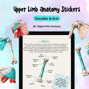 Puede incluir: Pegatinas PNG digitales que representan la anatomía de la extremidad superior, incluyendo el hombro y el brazo. La imagen muestra ilustraciones detalladas de huesos y músculos, con etiquetas y texto. Ideal para fines educativos o artísticos.
