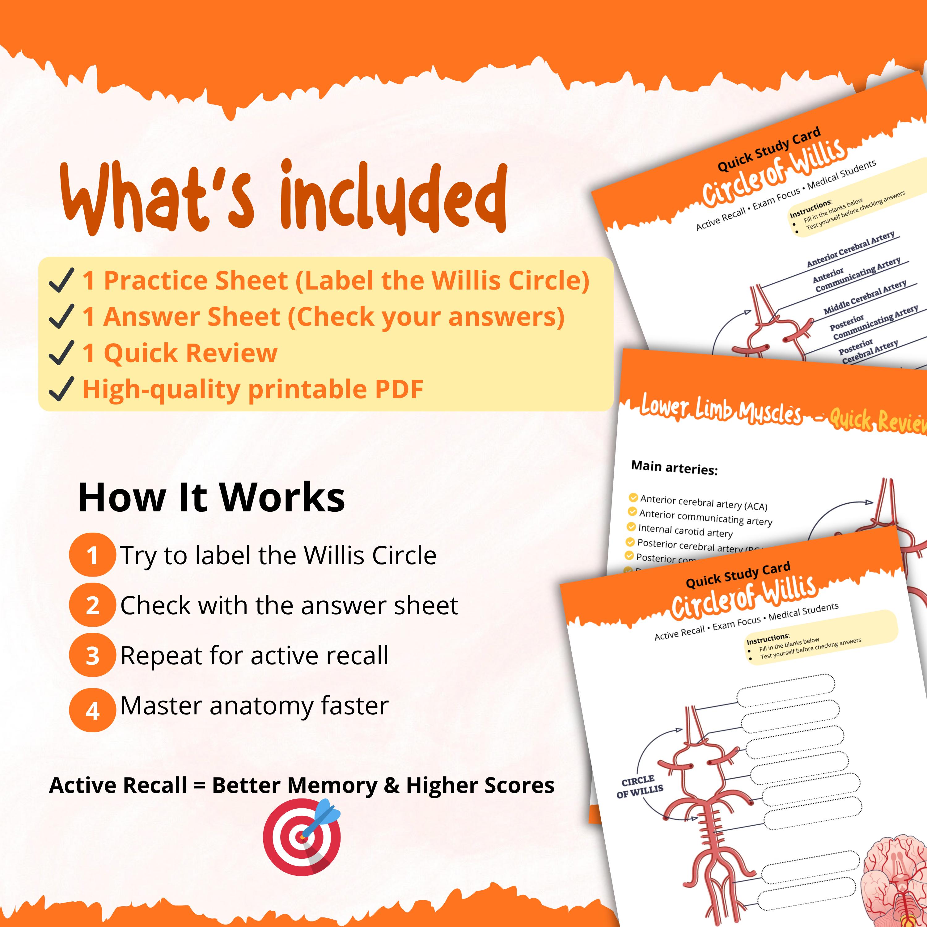 Circle of Willis Worksheet Printable, Anatomy Quiz Fill in the Blank ...