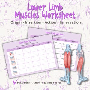 Lower Limb Muscle Anatomy Worksheets | Origin, Insertion, Innervation & Action | Instant DownloadPDF