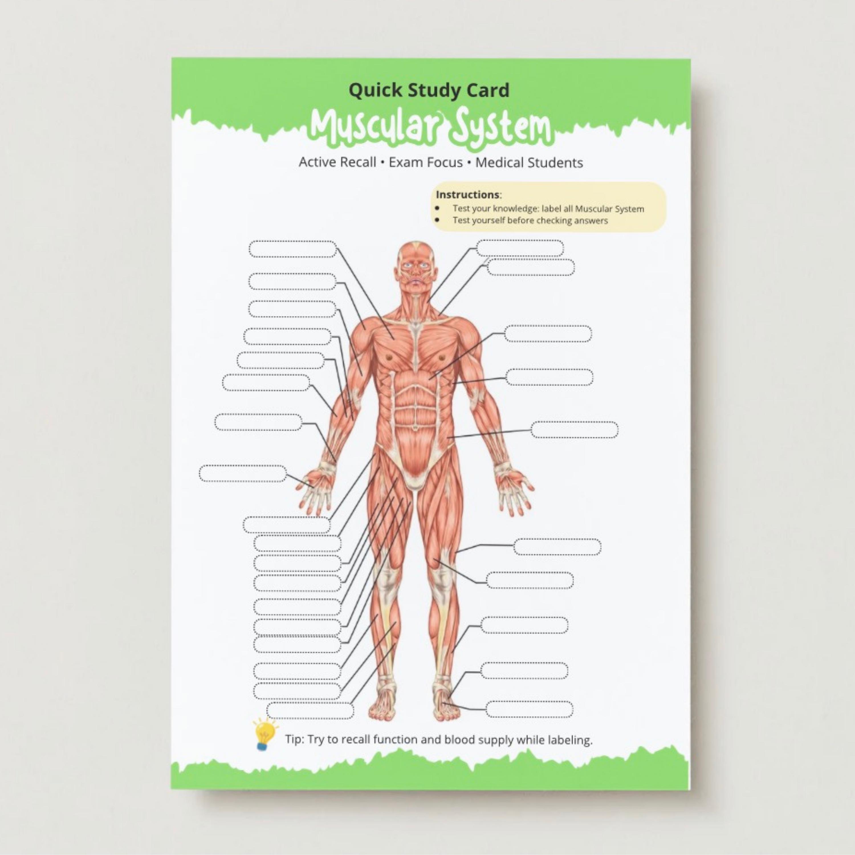 Human Anatomy Muscular System Worksheet | Anatomy Study Guide for ...