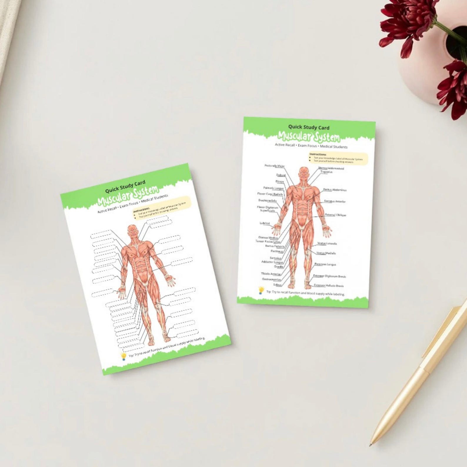 Human Anatomy Muscular System Worksheet | Anatomy Study Guide for ...