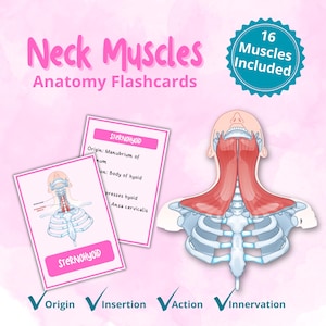 May include: Pink anatomy flashcards titled "Neck Muscles Anatomy Flashcards" with illustrations of the neck muscles and skeletal structure. The flashcards include the text "STERNOHYOID" and information about origin, insertion, action, and innervation. A teal badge states "16 Muscles Included".
