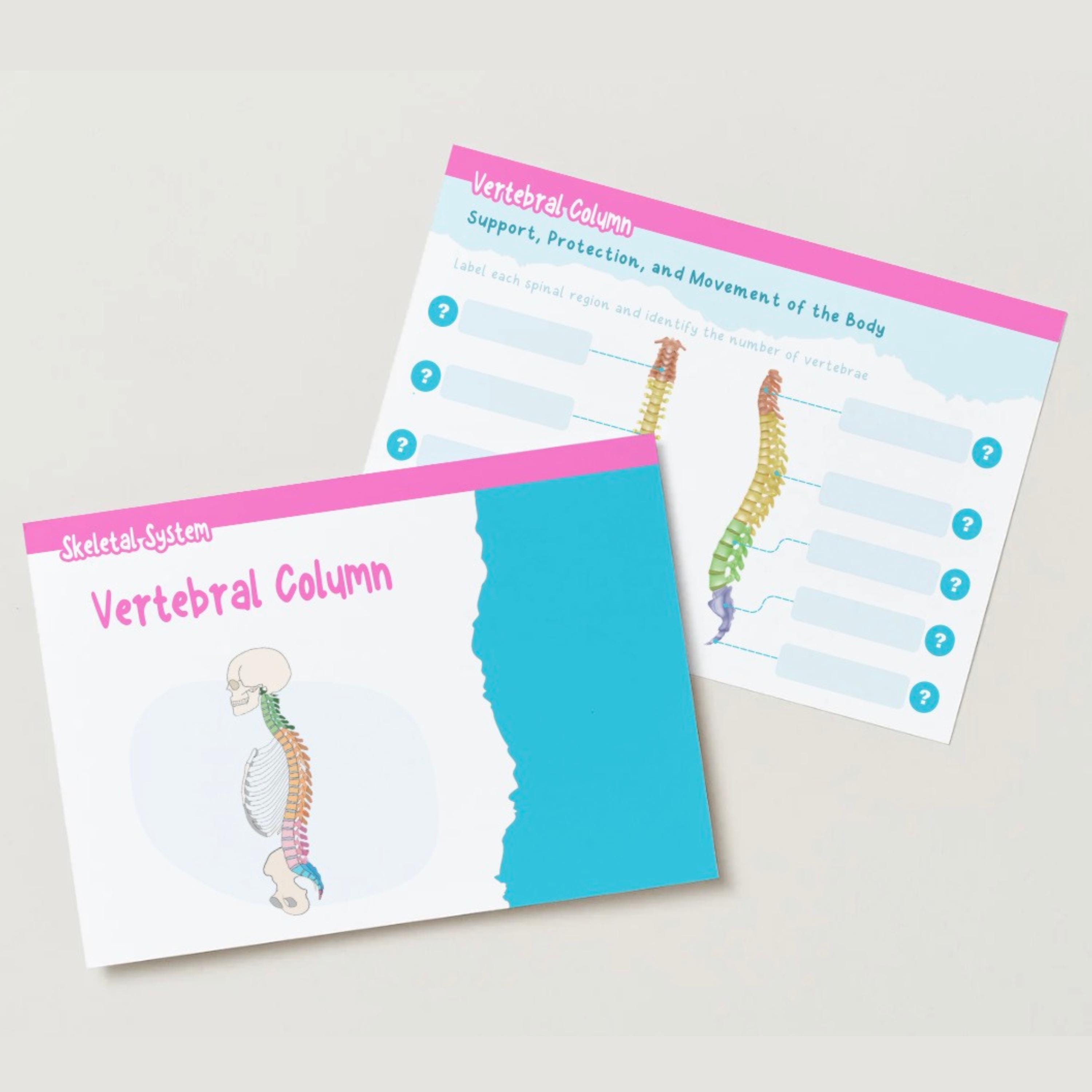 Vertebral Column Anatomy Worksheet PDF | Spine Labeling Coloring ...