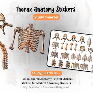Pode incluir: Autocolantes de anatomia do tórax humano. A imagem mostra uma caixa torácica, coluna vertebral e ilustrações de ossos individuais. O texto diz "Thorax anatomy Stickers" e "Study Smarter". Para estudantes de medicina e enfermagem.