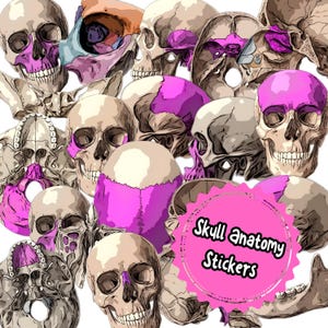 Pode incluir: Uma colagem de ilustrações de anatomia do crânio humano, algumas com destaques rosa e roxo. A imagem inclui um adesivo rosa com o texto "Skull anatomy Stickers" em preto. Os crânios estão em várias orientações.
