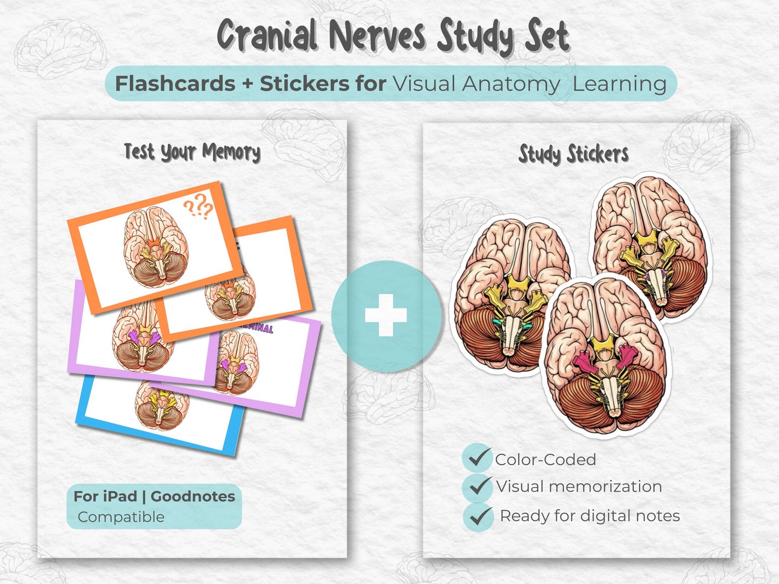 Cranial Nerves Digital Flashcards and Stickers | Anatomy Study Set - Etsy