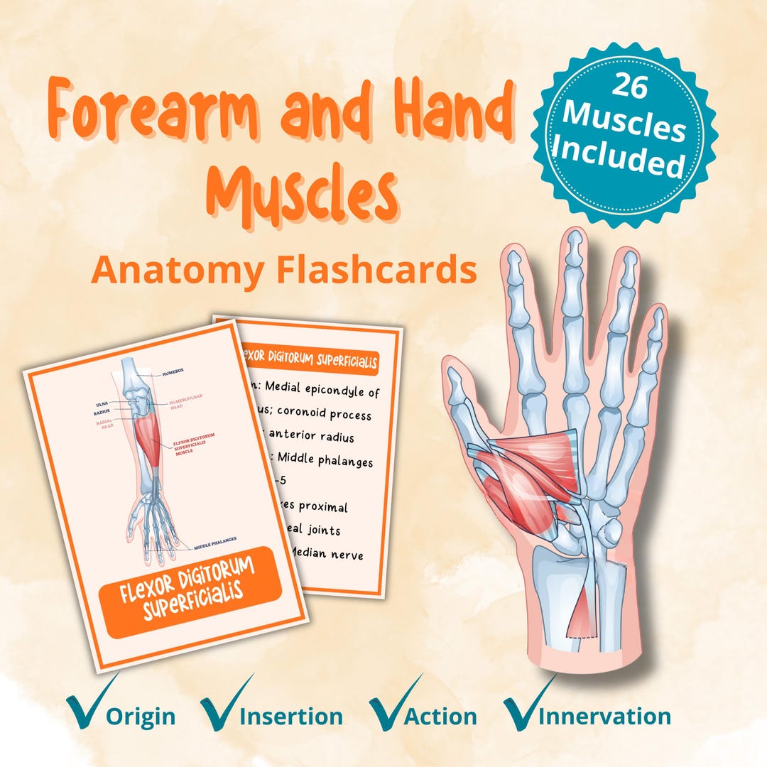 Hand Flashcards Forearm and Hand Muscles Flashcards | Anatomy Study Cards | Origin ...