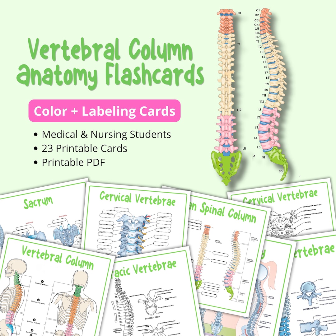 Spine Anatomy Flashcards, Vertebral Column Study Cards, Nursing Study ...