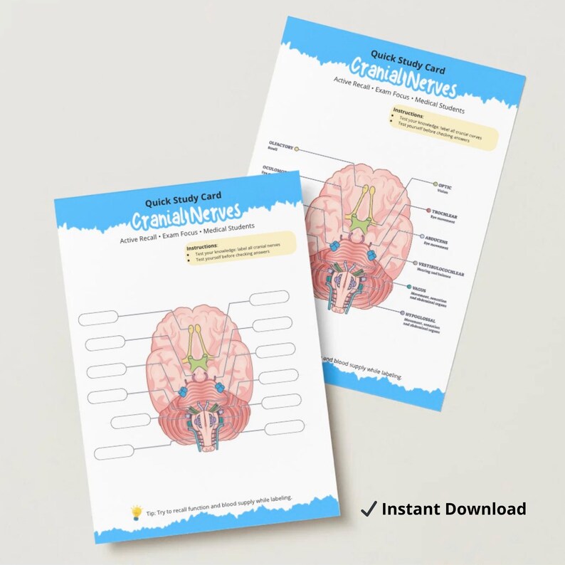 Cranial Nerves Worksheet Printable | Nursing Neuro Anatomy Study Guide ...