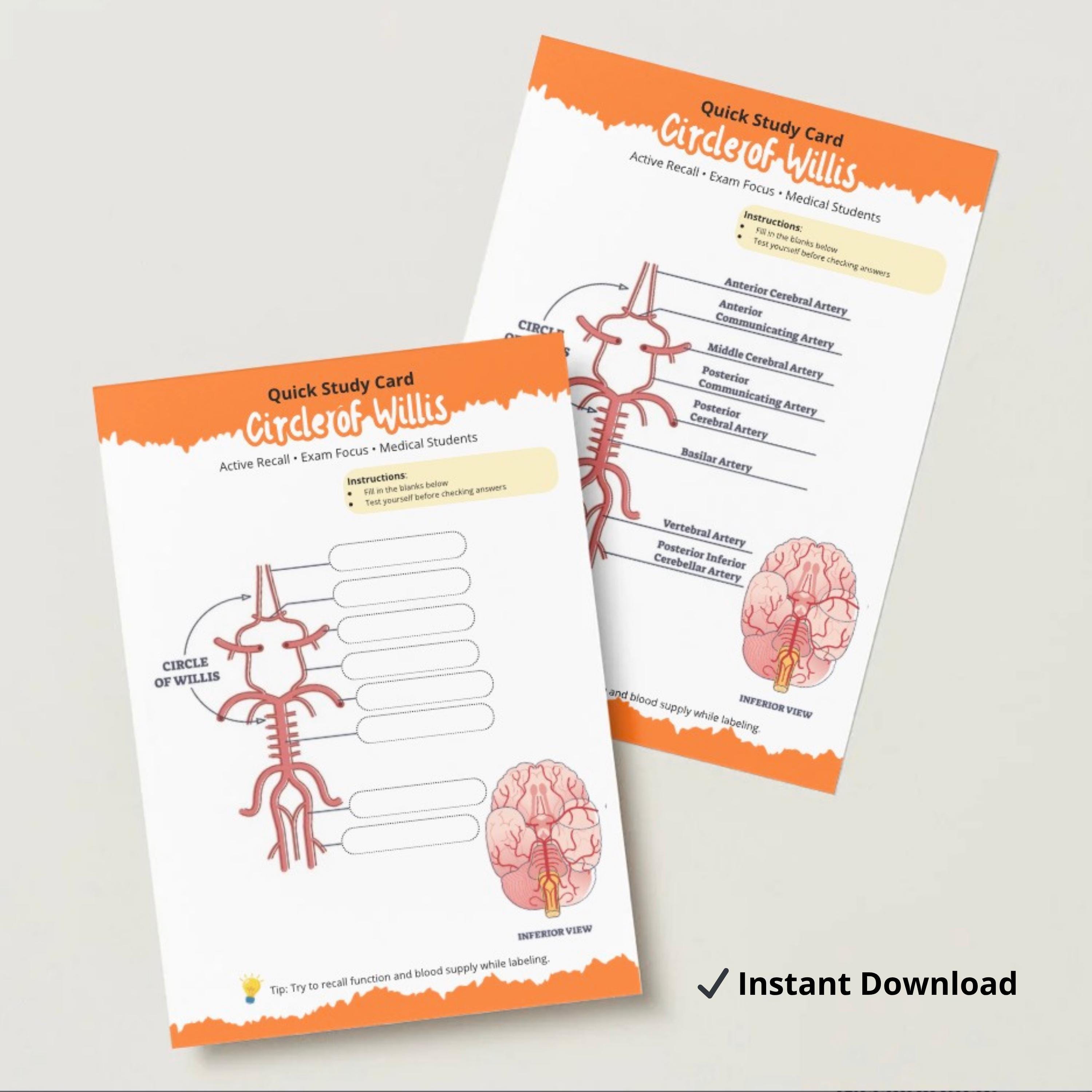 Circle of Willis Worksheet Printable, Anatomy Quiz Fill in the Blank ...