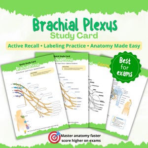 Brachial Plexus Study Guide, Anatomy Worksheet, Labeling Practice, Nursing Study Notes, Medical Student Printable, Active Recall PDF