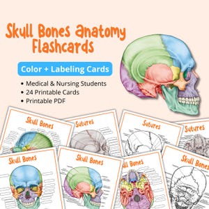 May include: Anatomy flashcards for studying skull bones, designed for medical and nursing students. The flashcards are colour-coded and include labelling, with 24 printable cards in PDF format. The image shows a 3D skull model and several flashcards.