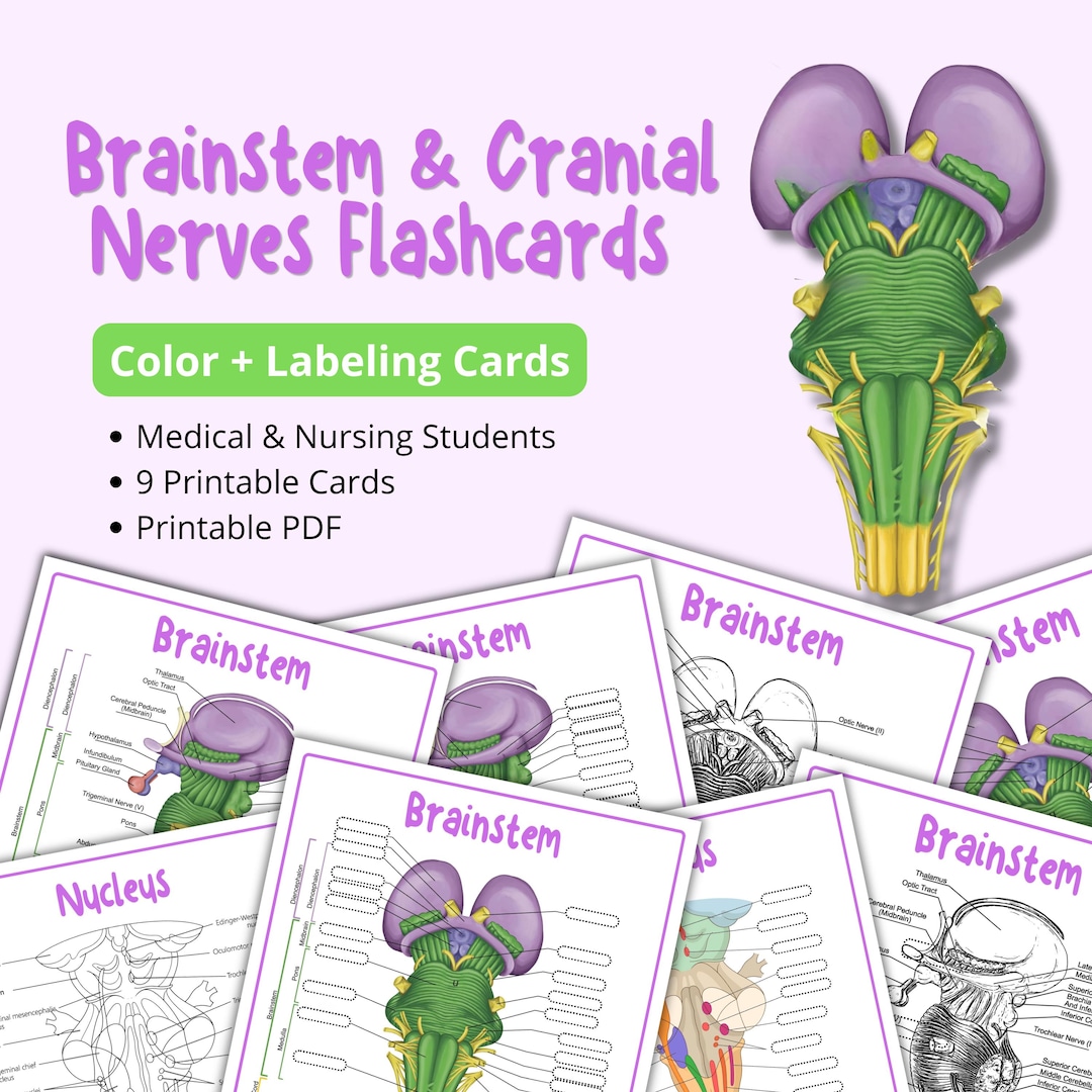 Brainstem & Cranial Nerves Study Guide | Anatomy Flashcards, Labeling ...