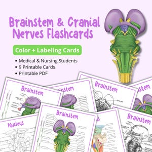 Pode incluir: Flashcards educativos para estudantes de medicina e enfermagem, com foco no tronco cerebral e nos nervos cranianos. Os cartões são coloridos e rotulados, com um diagrama do tronco cerebral. O texto nos cartões diz "Brainstem" e "Nucleus".