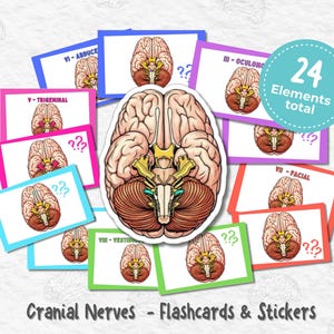 Pode incluir: Flashcards e autocolantes de anatomia com ilustrações detalhadas do cérebro e dos nervos cranianos. O conjunto inclui 24 elementos, com rótulos e pontos de interrogação. O texto "Cranial Nerves - Flashcards & Stickers" também é visível.