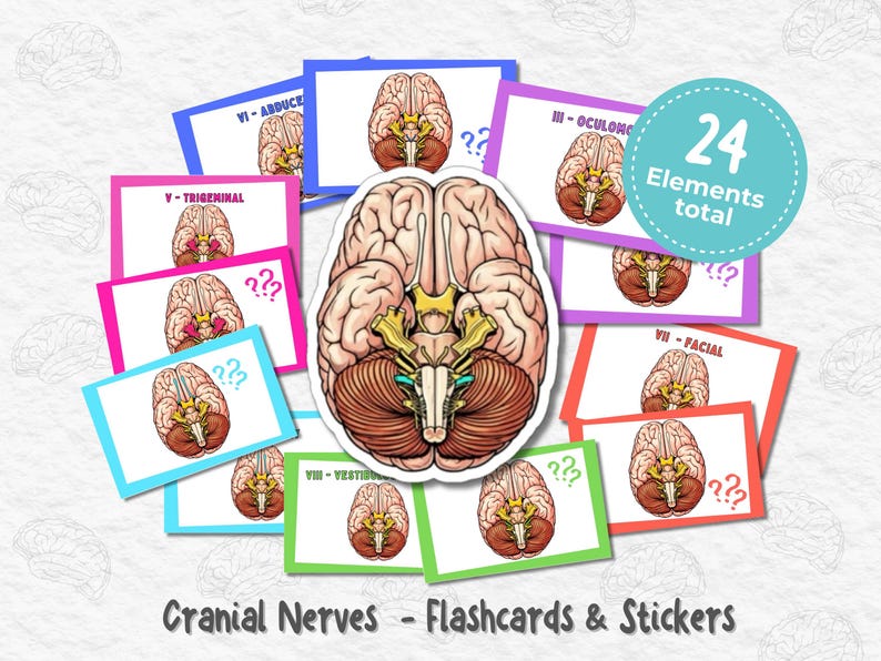 Cranial Nerves Digital Flashcards and Stickers | Anatomy Study Set - Etsy