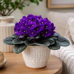 Purple African Violet Live Plant 3-5 Inch Tall in 4 Inch Pot, Blooming Houseplant for Indoor Décor and Gift Giving