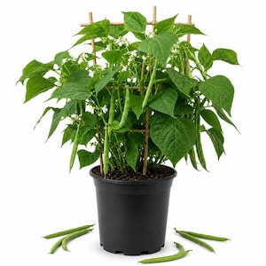 Set of 2 Bush Bean Live Plants 3-5 Inch Tall in 4 Inch Pot, Easy Grow Vegetable Garden Starters