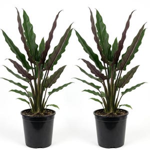 May include: Two identical potted plants featuring long, slender, wavy-edged leaves that are dark green on the top surface and deep purple on the undersides. Each plant is housed in a simple, smooth, black plastic nursery pot with visible soil.