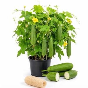 May include: A potted luffa plant with vibrant green leaves, yellow flowers, and several hanging cylindrical green fruits. Beside the black plastic pot are three whole green luffa fruits, one sliced in half, and a dried, beige fibrous luffa sponge.