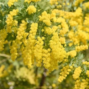 May include: Close-up of a mimosa tree branch with vibrant yellow flowers. The flowers are clustered in fluffy, round shapes, contrasting with the green, fern-like leaves. The image is in focus, highlighting the details of the blossoms.