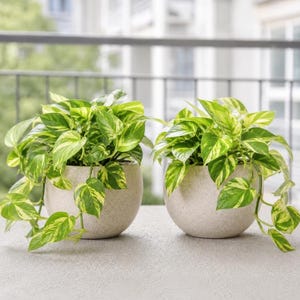 Set 2 Golden Pothos Live Plants 4-6 Inch Tall in 4 Inch Pots, Live Tropical Houseplants for Indoor Outdoor, No Ship CA