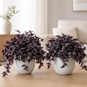 May include: Two Tradescantia zebrina plants with deep purple and silver striped leaves, each potted in a round, matte white ceramic planter. The trailing foliage spills over the edges of the smooth, spherical pots, creating a lush, dense appearance.