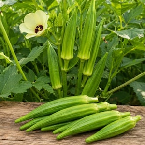 May include: A collection of fresh green okra pods resting on a wooden surface, with a vibrant okra plant in the background featuring several elongated green pods and a single pale yellow flower with a dark purple center blooming among green leaves.