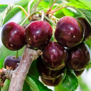 May include: Close-up of a cluster of ripe, dark red cherries on a tree branch. The cherries have a glossy appearance and are surrounded by green leaves. The image is well-lit, highlighting the fruit's texture and color.